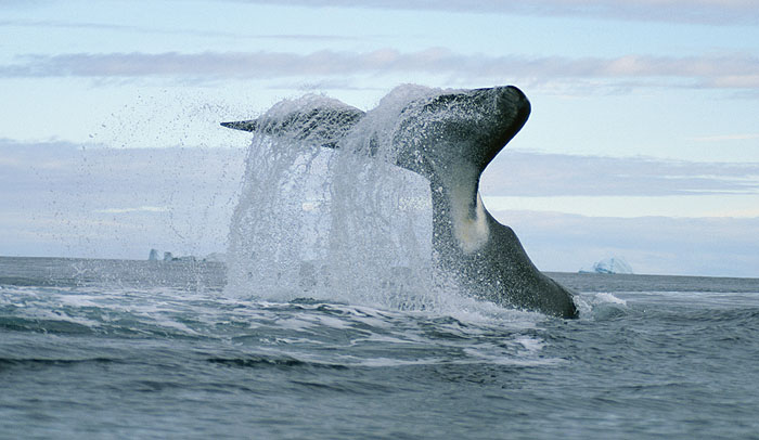 File photograph of a bowhead whale. Photo: WWF/Paul Nicklen, National Geographic Stock