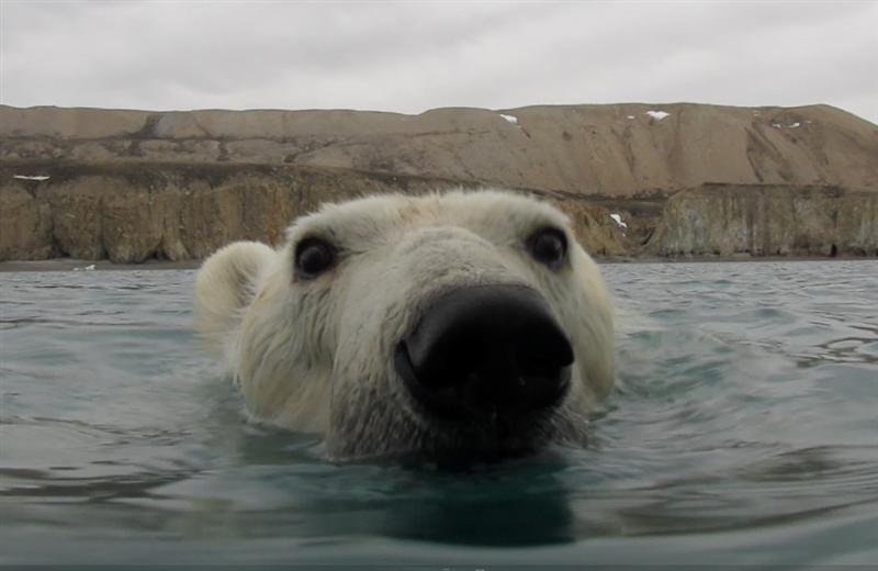 Our favourite moment: When we had an extremely inquisitive polar bear swimming around the boat while anchored at Bylot Island. That was a very special moment that had all aboard spellbound.