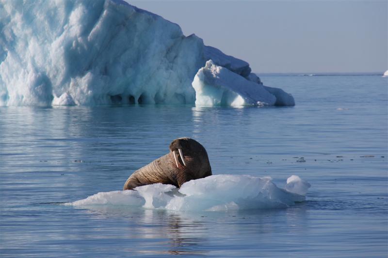 _ Students on Ice _ walrus on ice (Medium)