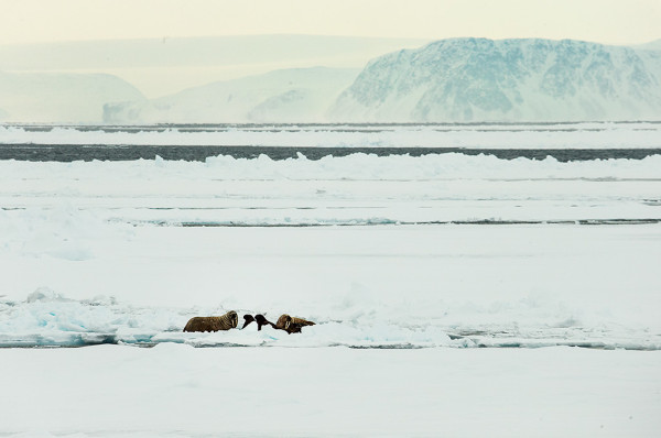 Walruses on ice, Svalbard. © Brutus Ostling / WWF-Canon