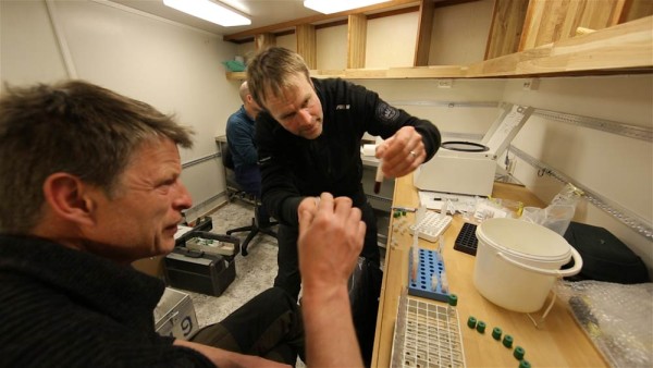 Gert Polet assists an NPI researcher with polar bear blood samples. © Brutus Ostling / WWF-Canon