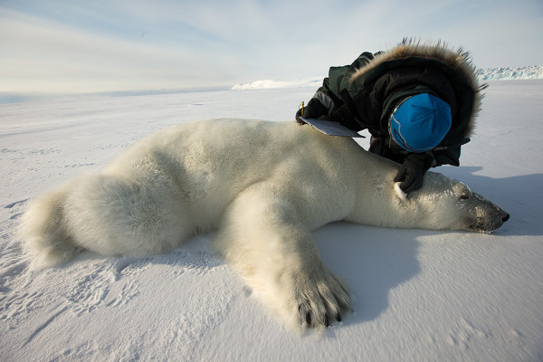 A polar bear is fitted with an ear tag. © Brutus Ostling / WWF-Canon