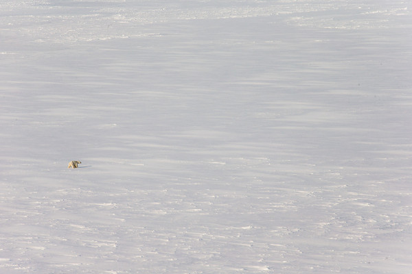 Polar bear viewed at a distance from the helicopter. © Brutus Ostling / WWF-Canon