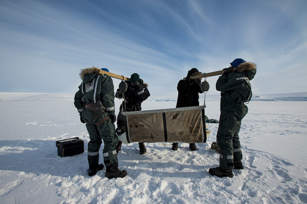 Not all aspects of polar bear research are high-tech. Here, the researchers weigh a bear. © Brutus Ostling / WWF-Canon