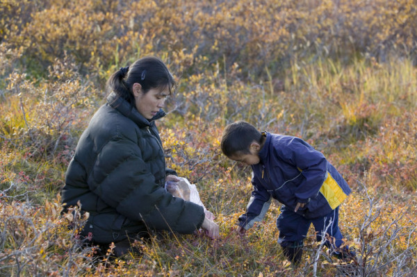 Berta Tokeinna and son Jeffrey pick berries on the tundra, Serpentine river delta, Alaska, United States © Global Warming Images / WWF-Canon