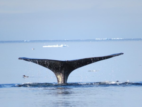 A bowhead whale dives for krill off the floe edge. Photo: Clive Tesar / WWF