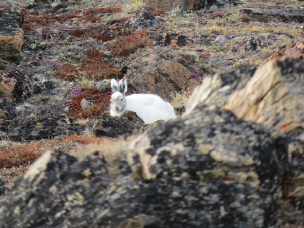 The arctic hare populations in the Arctic experience large swings from population boom to bust, and numbers of hare predators follow similar cycles. Photo: Clive Tesar / WWF