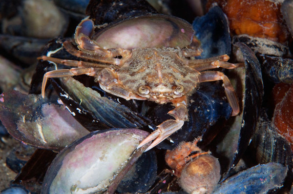 Harbour crab, Lofoten, Norway. © Wild Wonders of Europe /Magnus Lundgren / WWF