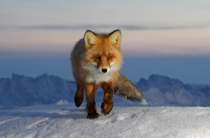 Red fox. Dmitry-Deshevykh / WWF-Russia