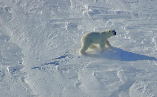 Polar bear, Kara Sea © Alexandr Chichaev / WWF-Russia