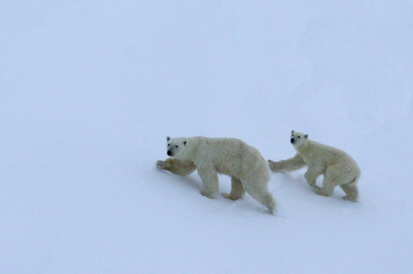 Polar bear mother and cub, Kara Sea © Alexandr Chichaev / WWF-Russia
