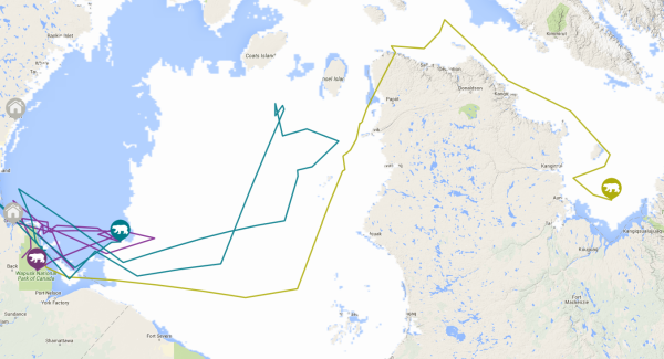 Track of bear X12777, Hudson Bay, Canada