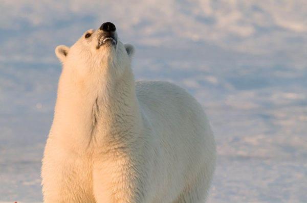 Polar bear sniffing the air, Spitsbergen, Norway © Steve Morello / WWF-Canon