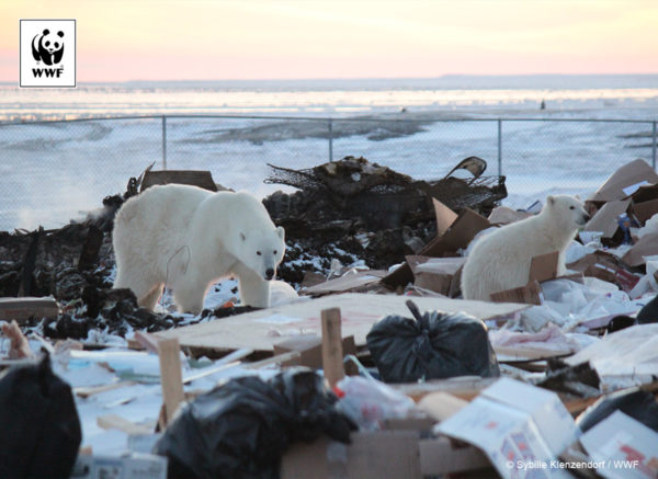 Polar bears scavenge in Arviat, Canada.